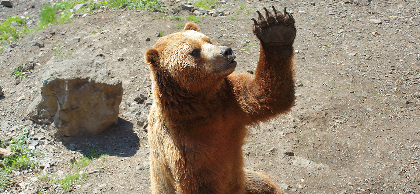 A photograph of a grizzly bear holding up its left paw.